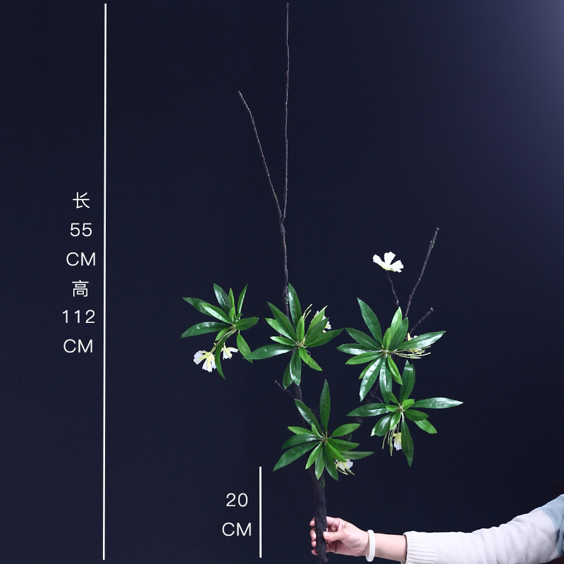 큰 물줄기 Ficus-Erect