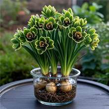 春季爆款水培花兰花球新品大花浓香室内外四季花耐寒热花卉好养活