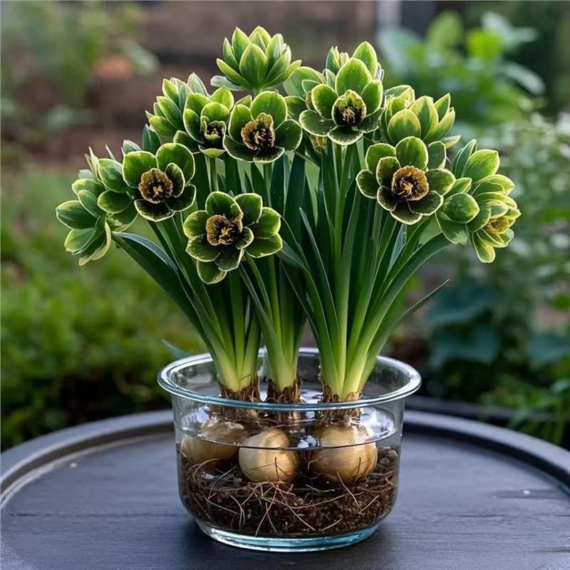 春季爆款水培花兰花球新品大花浓香室内外四季花耐寒热花卉好养活