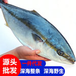 青甘鱼整条批发刺身油甘鱼章红鱼鱼片黄尾狮鱼日本料理同款商用批