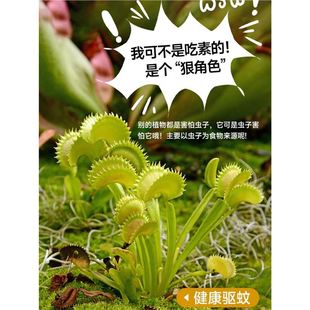 Large Flytrap Potted Pitcher Plant Carnivorous Flower Hydroponic Plant Sphagnum Moss Mosquito Repellent Green Plant Pitcher Plant