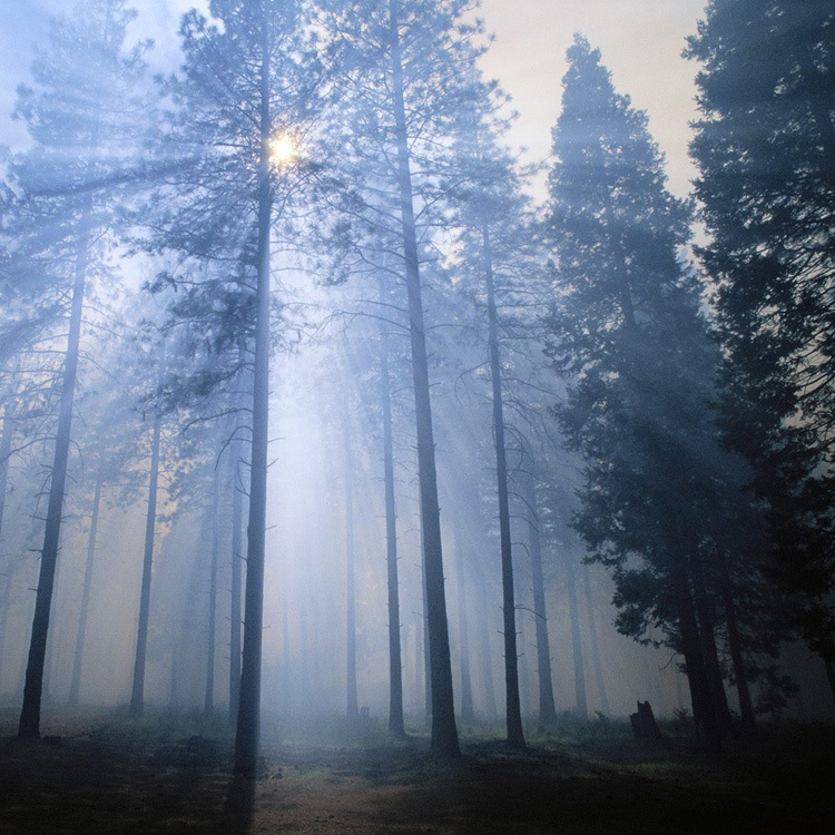 ɭ���㾫�������㾫�������㾫���ȸ����ջ���;�������㾫