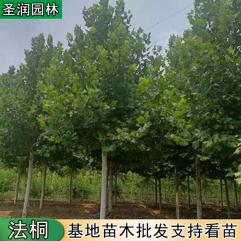 法桐大树苗小苗基地绿化苗木15-20-25公分落叶乔木法国梧桐基地