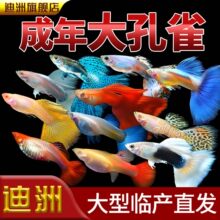孔雀鱼观赏鱼活体金鱼热带小型淡水马凤尾鱼好养耐活易繁殖斑鱼苗