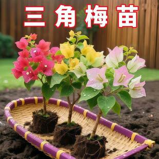 3���ذ����_�m����÷�����ļ��_��1ͥԺ�͟���B��Ʒ