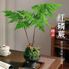 ˮ��ֲ��ާ����Լt��ާ̦�\��һ�~ާ�҃��������ʽ�U���辰�Gֲ