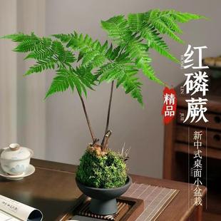 Hydroponic Plant Fern Potted Red Phosphorus Fern Moss Ball One-Leaf Fern Indoor Shade-Tolerant New Chinese Zen Bonsai Green Plant