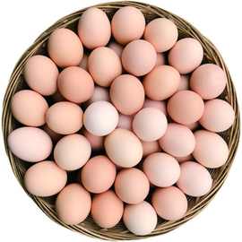 霖勉自家农场散养鸡蛋鲜鸡蛋营养原产地直售厂一件批发工厂代发