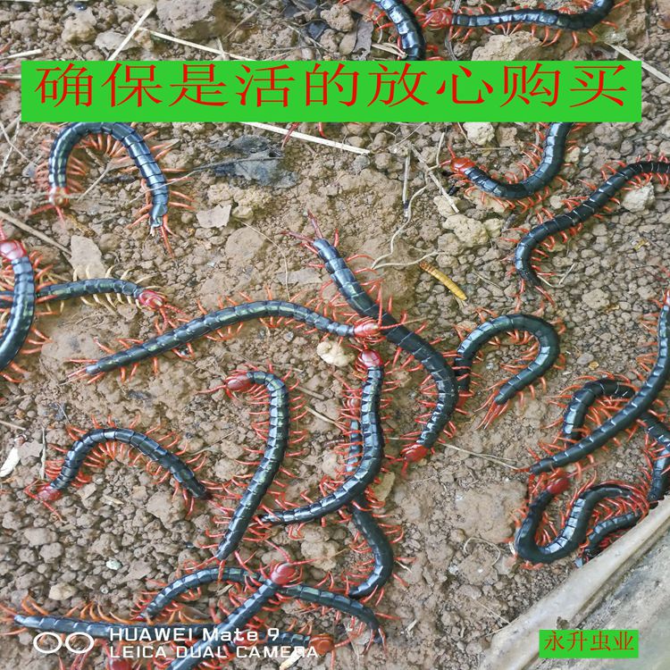 IMG_20190930_124958_1_副本