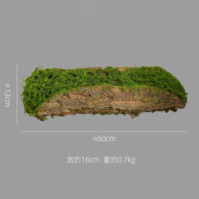 나무껍질 이끼 - 길이 60cm