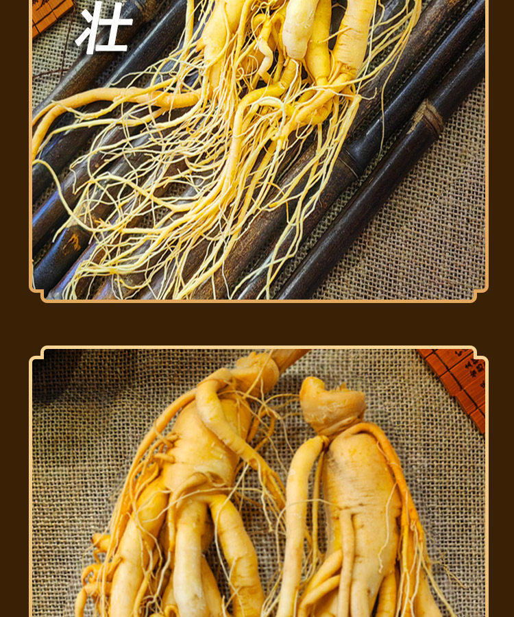 Whole Fresh Ginseng Root from Changbai Mountain Jilin for Soup and Wine Infusion Large Garden Ginseng Ren Shen quality and texture