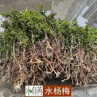 Water Bayberry Fish Tank Landscaping Green Plant Potted Bonsai Waterscape Tank Water and Land Tank Landscaping Hydroponic Soil Culture Wholesale