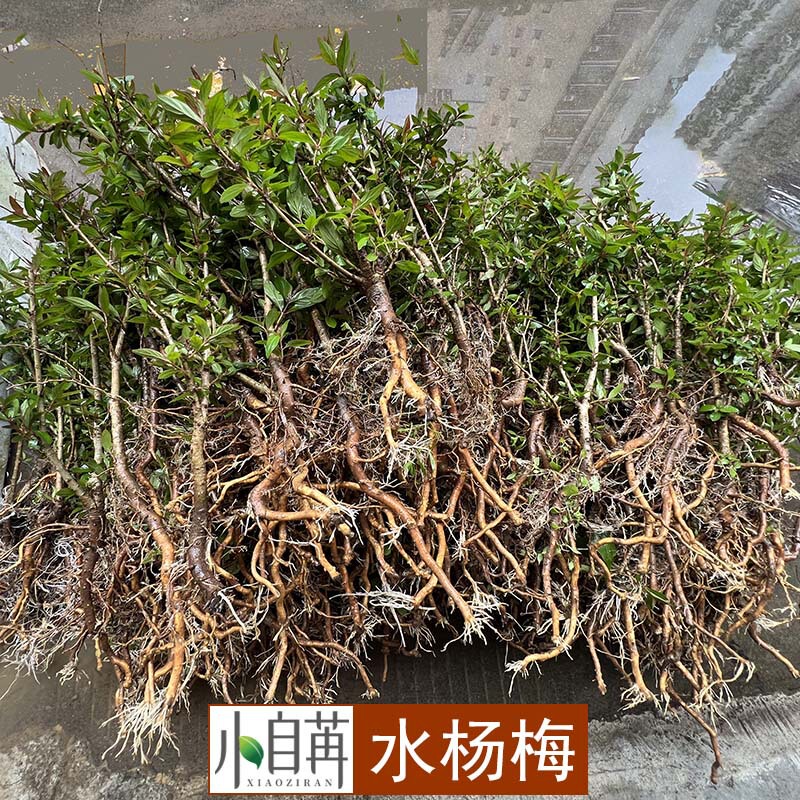 Water Bayberry Fish Tank Landscaping Green Plant Potted Bonsai Waterscape Tank Water and Land Tank Landscaping Hydroponic Soil Culture Wholesale Water Bayberry Fish Tank Landscaping Green Plant Potted Bonsai Waterscape Tank Water and Land Tank Landscaping Hydroponic Soil Culture Wholesale