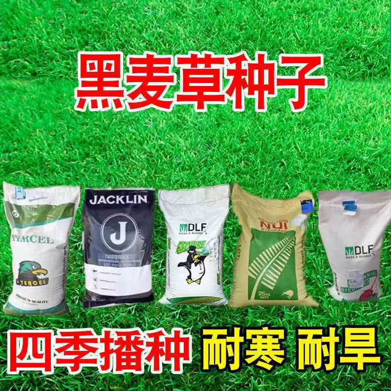 Семена газонной травы, низкорослые, не требующие обрезки, для защиты склонов, вечнозеленая ковровая трава, семена с корнем "собачий зуб", для ландшафтного дизайна двора и общественных пространств.