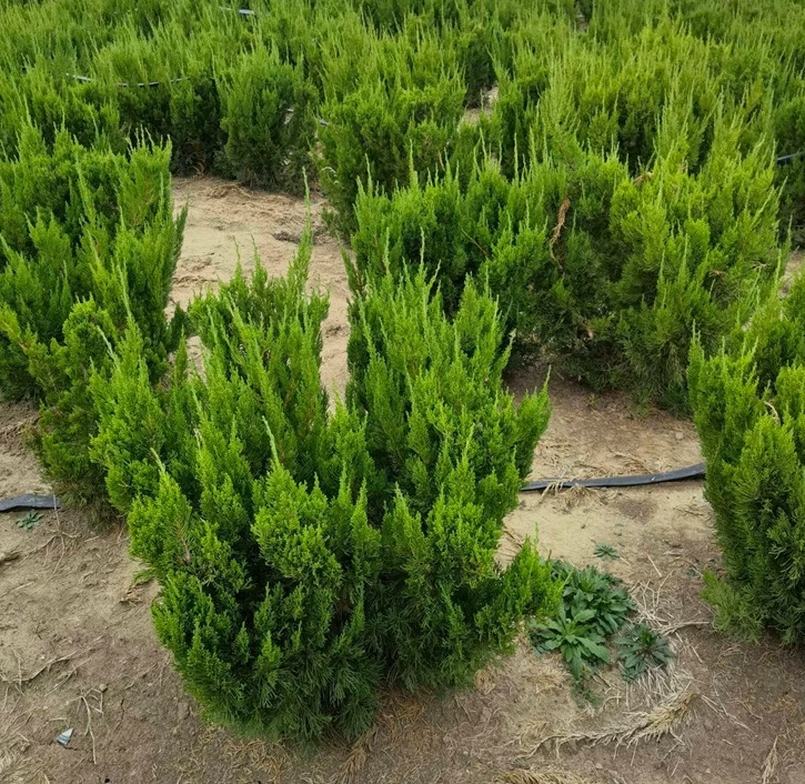 Дропшиппинг саженцев кипариса, кипарисовых ручьев, маленьких шариков кипариса, китайского кипариса, бокового кипариса, китайского кипариса, саженцев пагодной сосны