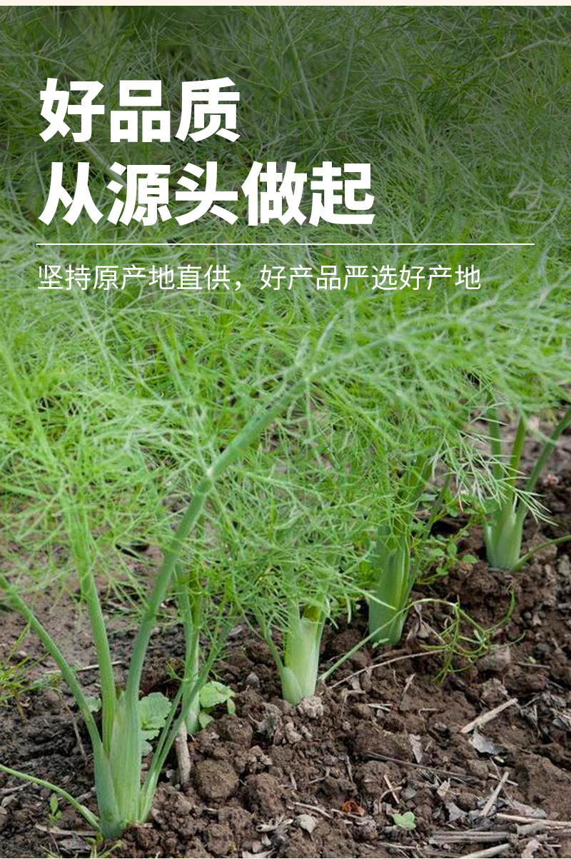 Fennel Seeds (Foeniculum vulgare) — Dried Food-Herb Spice for Culinary & Wellness Use key features