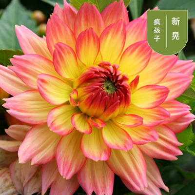 花のダリアの花はボールを植えます。|undefined
