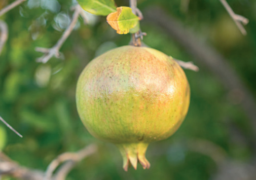 ���������ʯ���Ƥ��ȡ��ACNESIUM