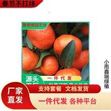 ��ۘ��� ��������������ļ��Y���o��ɳ�ǽ� ����Y�����󃞻�