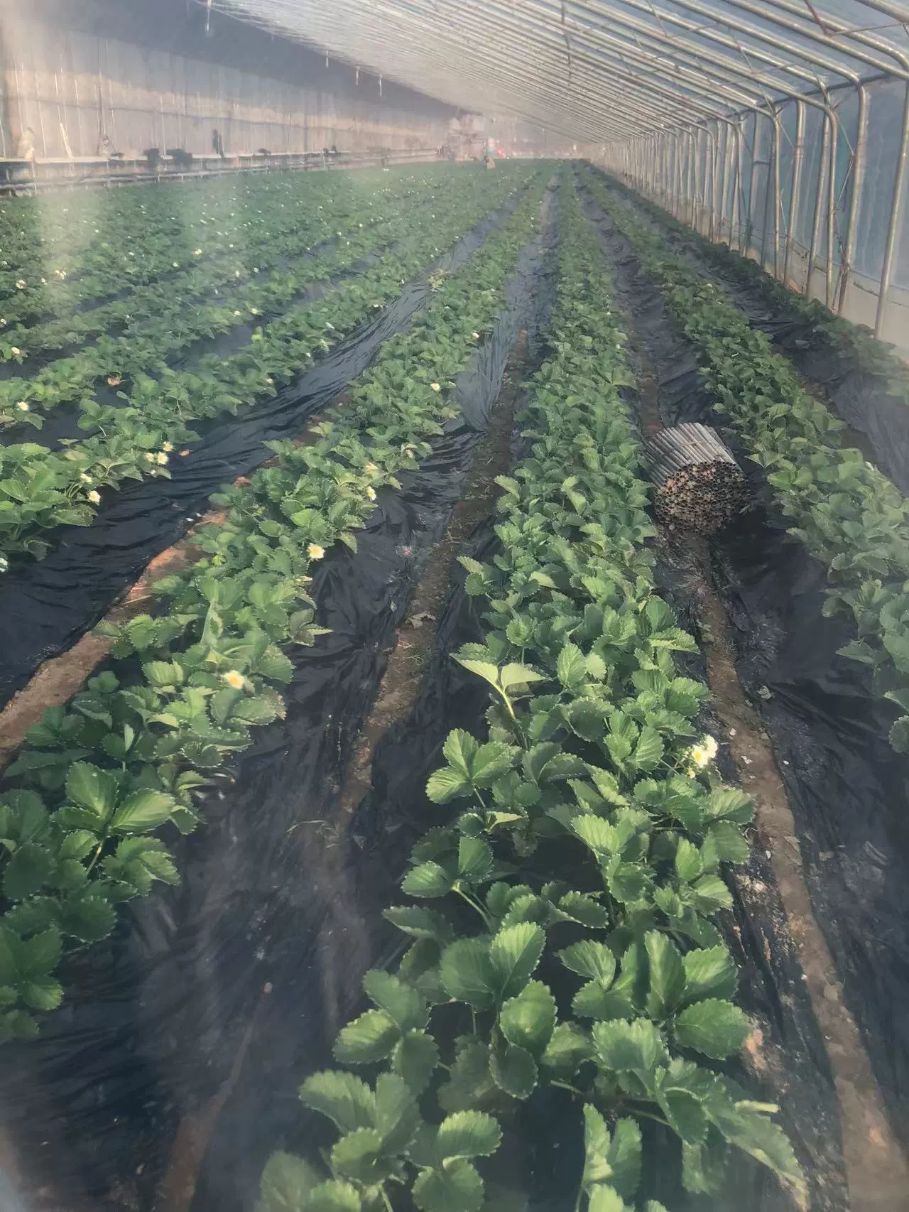 Производитель пластиковых пленки для теплиц Crystal Po, утолщенная, высокая светопроницаемость, высокая изоляционная пленка PO