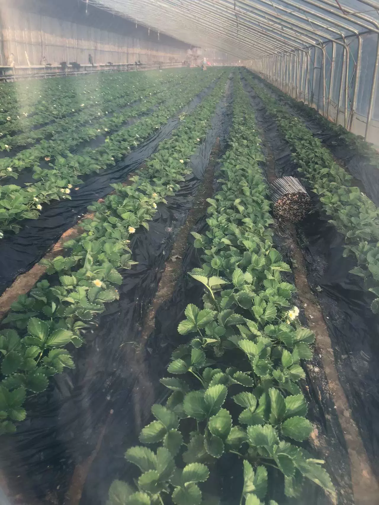 水晶po膜温室大棚塑料薄膜 厂家供应加厚 高透光高保温PO膜