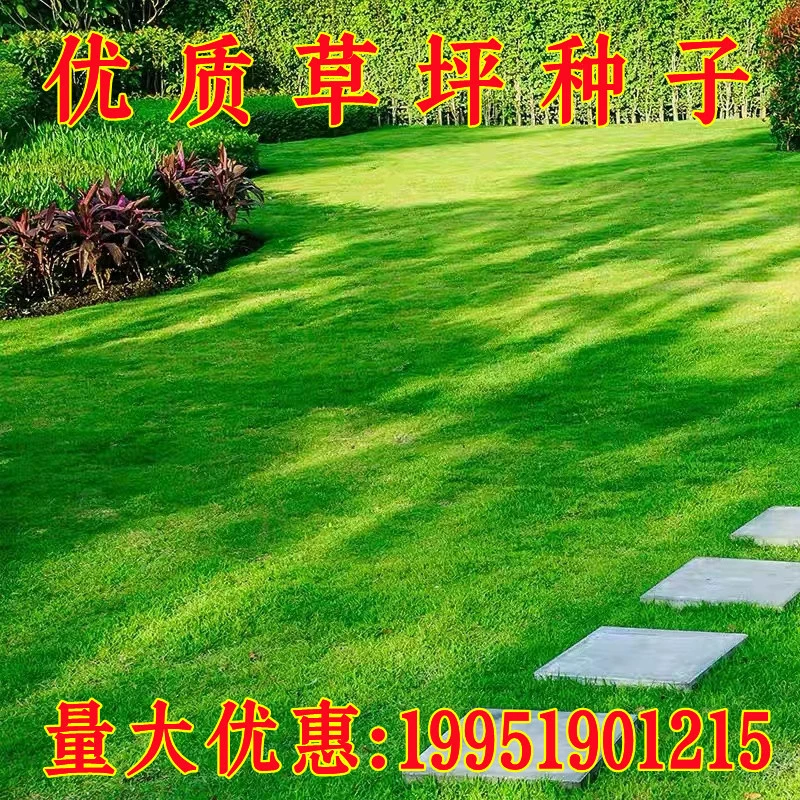 Семена газонной травы, вечнозеленые круглый год, зеленая газонная трава, защита склонов, корень собачьего зуба, семена черной ячменной травы, семена ковровой травы для зеленения двора.