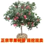南方北方特大盆栽果苗