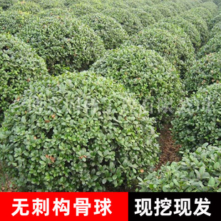 �o�̘��������l�ļ��������M��ֲ�����Ԙ��ǘ�@�־G���۹�ë��