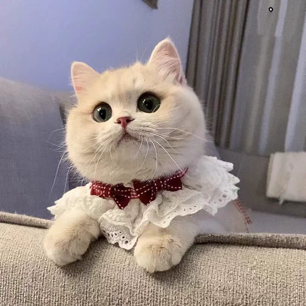 Cute scarf, small bell, choker, bow tie, eating bib, pet, kitten, cat