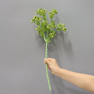 ����Gֲ����ğᎧֲ��ˮ���b�֦Ҭ�~���˹��G���b����ϲ�