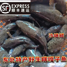 ʮ��𒡾��S���|��Ϲ�����~ɳ���k�����~�r���ك����r������ Ϲ