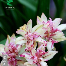 兰花苗四季建兰富山奇蝶奇花浓香夏带花室内桌面好养绿植花卉盆栽