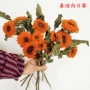 客厅家装黑心干花真花
