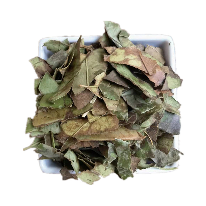 Dried Shi Nan Ye Photinia Leaf Whole Leaf Traditional Chinese Herb for Decoction and Tea in use