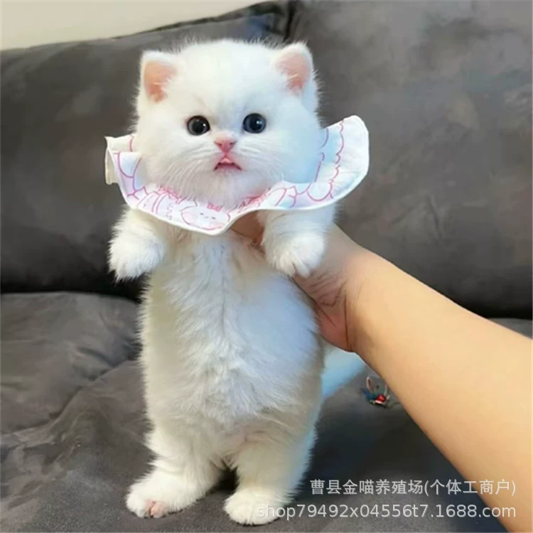 Кошка с короткими ногами, живое домашнее животное, котенок, живое животное, чистородный котенок манкс, короткошерстный котенок, короткошерстный котенок золотистого оттенка