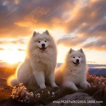 批发定制萨摩耶雪橇犬中型护卫犬幼犬活体狗狗可爱网红犬工作犬