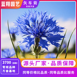 厂家直销矢车菊种子蓝芙蓉车轮花庭院花卉种子春季播景观绿化