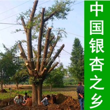 Їy֮l-Nֱ40-80ּ޽yӘ yӹŘ 