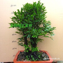 �ڹǲ��辰�䘶̴���҃���̴С�~�Gֲ���Դ�ֲ̨���̴ľ�ļ�����