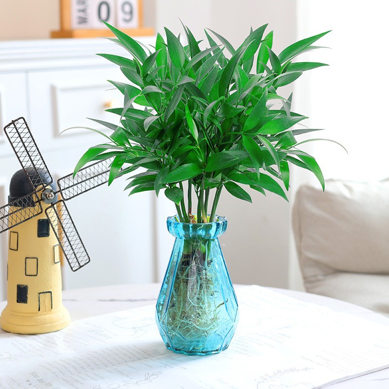 모기퇴치대나무, 편백나무 10개 + [블루다이아몬드병] + 크리스탈머드 + 영양액