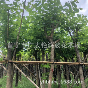 �Ռ��m�����G����׼t�����G�����G���NҎ��V�|�Ռ��G������ľ��