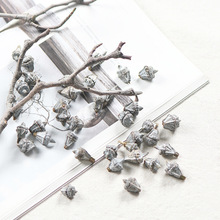 【银桉果】尤加利果实 森系干果饰品 干花环植物手作标本相框材料