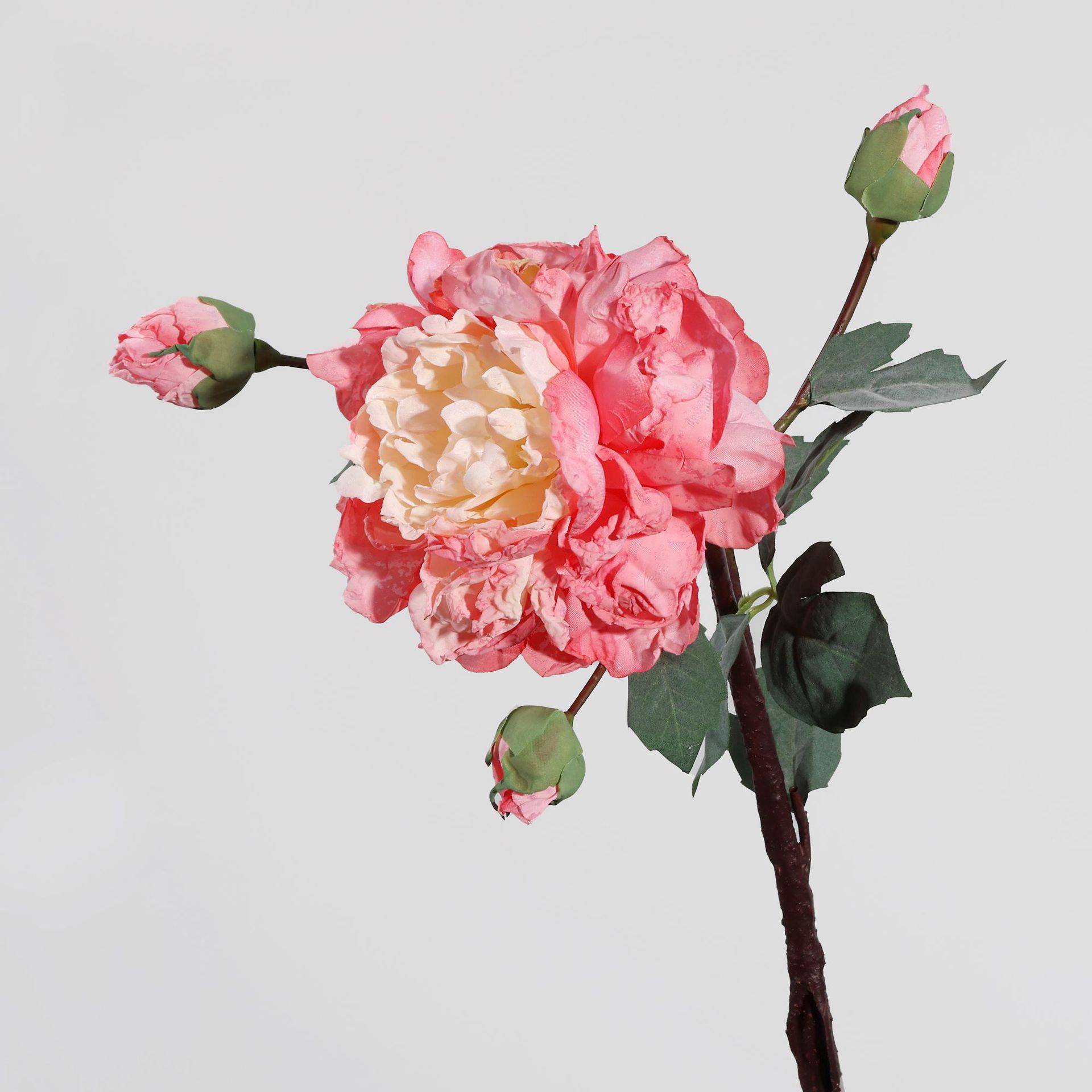 4 머리 술취한 양페이 모란 - 다크 핑크