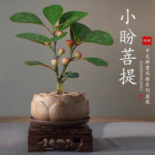 Zen-Inspired Small Bodhi Tree Potted Plant for Indoor Tabletop, Suitable for All Seasons, Living Room Foliage, Office Greenery, Easy-To-Care-For Bonsai