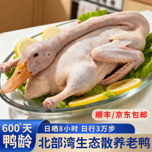 �������Bɢ�B����600����������900��/ֻ�����F�������i�rGAP�J�C