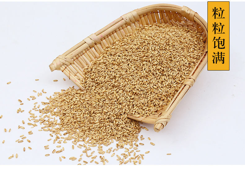 Hulled Oat Groats Yan Mai Ren 燕麦米 Low Temperature Roasted Whole Grain for Milling and Porridge 25kg Bulk Bag in use
