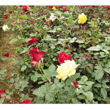 �����Ԯa �S���¼� �¼����� �Nޱ�� �¼�С�� �Nޱ���� �¼����l