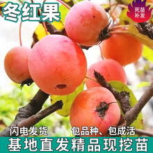 һ�����l���t�������ϱ���ͥԺ�������ԷNֲ�O���ش�޽Ӻ��Ĺ���