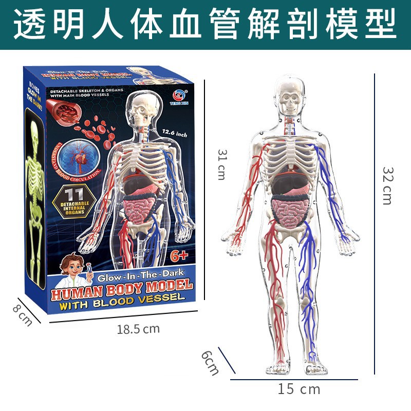 Juguetes transfronterizos Educación temprana Órganos humanos Modelos esqueléticos Conjunto de ciencia y educación Estudiantes de primaria y secundaria Ensamblaje de bricolaje Rompecabezas para niños