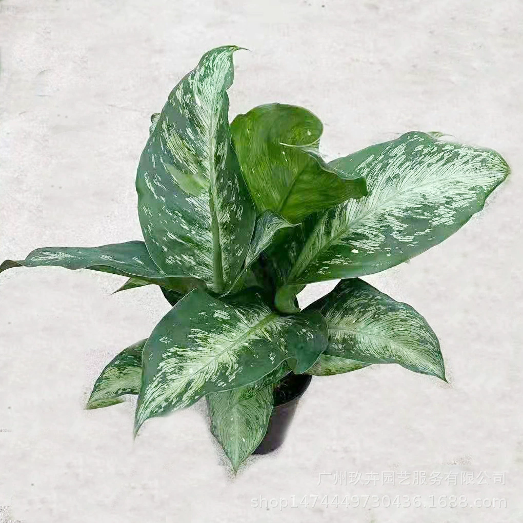 Вечнозеленое растение для наблюдения за листьями в горшке Гостиная Балкон Рабочий стол Вечнозеленое устойчивое растение в горшке Очищение воздуха Зеленое растение